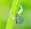 Misumena vatia
